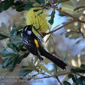 Phylidonyris novaehollandiae at Mollymook Beach, NSW - 20 Jul 2019