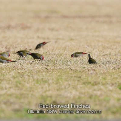 Neochmia temporalis (Red-browed Finch) at Ulladulla, NSW - 16 Jul 2019 by CharlesDove