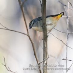 Pardalotus punctatus (Spotted Pardalote) at Burrill Lake, NSW - 18 Jul 2019 by CharlesDove