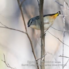 Pardalotus punctatus (Spotted Pardalote) at Meroo National Park - 17 Jul 2019 by CharlesDove