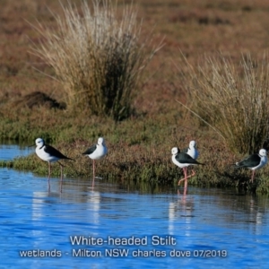 Himantopus leucocephalus at Milton, NSW - 17 Jul 2019