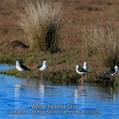 Himantopus leucocephalus (Pied Stilt) at Milton, NSW - 16 Jul 2019 by Charles Dove