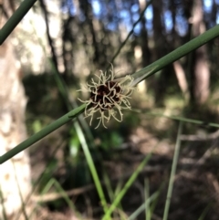 Chorizandra cymbaria at Illoura Bushland Reserve East - 23 Jul 2019 by Embrown