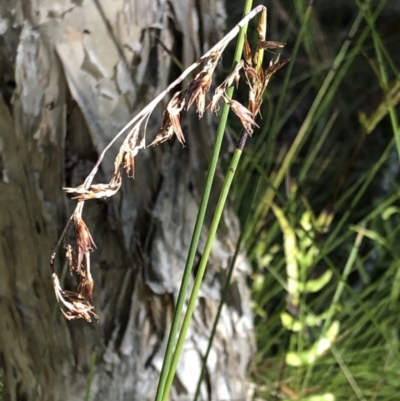 Unidentified Other Shrub at Illoura Bushland Reserve East - 23 Jul 2019 by Embrown