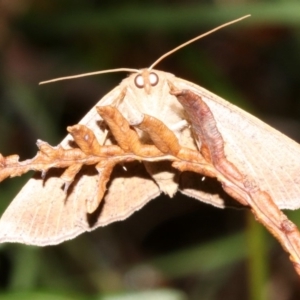 Epidesmia tryxaria at Guerilla Bay, NSW - 30 Mar 2019 08:32 PM