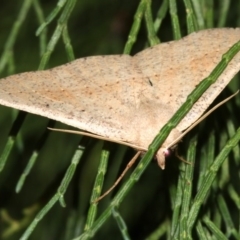 Epidesmia tryxaria at Guerilla Bay, NSW - 30 Mar 2019