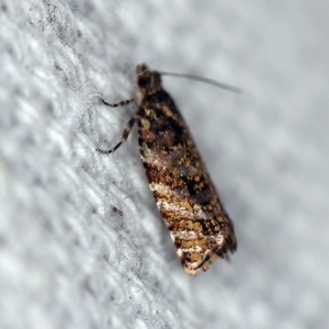 Isochorista (genus) at O'Connor, ACT - 8 Oct 2018