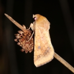 Helicoverpa (genus) (A bollworm) at Guerilla Bay, NSW - 30 Mar 2019 by jbromilow50