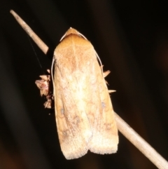 Helicoverpa (genus) at Guerilla Bay, NSW - 30 Mar 2019