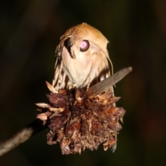 Helicoverpa (genus) at Guerilla Bay, NSW - 30 Mar 2019