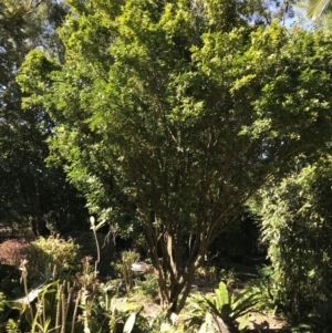 Murraya paniculata at Doonan, QLD - 23 Jul 2019 10:54 AM