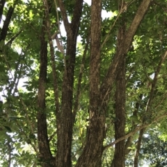 Murraya paniculata at Doonan, QLD - 23 Jul 2019 10:54 AM