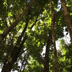 Murraya paniculata at Doonan, QLD - 23 Jul 2019 10:54 AM