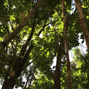 Murraya paniculata at Doonan, QLD - 23 Jul 2019 10:54 AM