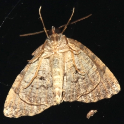 Unidentified Geometer moth (Geometridae) at Rosedale, NSW - 8 Jul 2019 by jb2602
