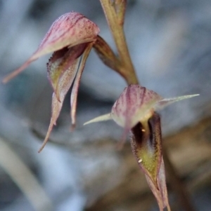 Acianthus collinus at Aranda, ACT - 18 Jul 2019