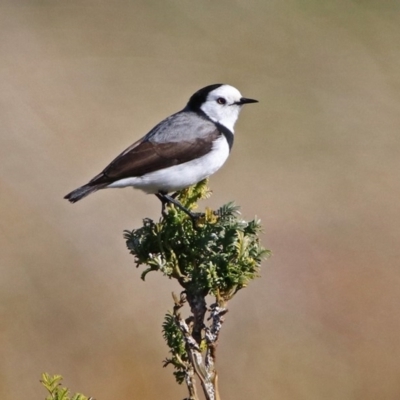 Epthianura albifrons (White-fronted Chat) at Molonglo Valley, ACT - 22 Jul 2019 by RodDeb