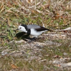 Epthianura albifrons at Molonglo Valley, ACT - 22 Jul 2019