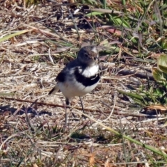 Epthianura albifrons at Molonglo Valley, ACT - 22 Jul 2019