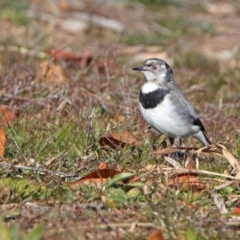 Epthianura albifrons at Molonglo Valley, ACT - 22 Jul 2019