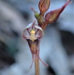 Acianthus collinus (Inland Mosquito Orchid) at Aranda Bushland - 18 Jul 2019 by CathB