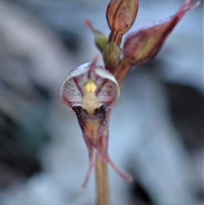 Acianthus collinus (Inland Mosquito Orchid) at Aranda, ACT - 18 Jul 2019 by CathB