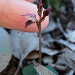 Acianthus collinus at Undefined Area - suppressed