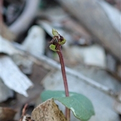 Acianthus collinus at Undefined Area - suppressed