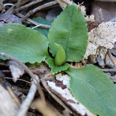 Pterostylis nutans (Nodding Greenhood) at Aranda Bushland - 18 Jul 2019 by CathB