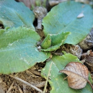 Pterostylis nutans at Dunlop, ACT - 18 Jul 2019