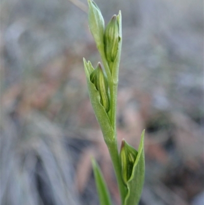 Bunochilus umbrinus (Broad-sepaled Leafy Greenhood) at Aranda, ACT - 18 Jul 2019 by CathB