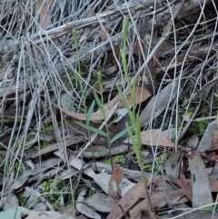 Bunochilus umbrinus (ACT) = Pterostylis umbrina (NSW) at suppressed - suppressed