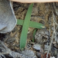 Cyanicula caerulea (Blue Fingers, Blue Fairies) at Point 3852 - 18 Jul 2019 by CathB