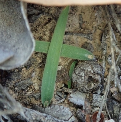 Cyanicula caerulea (Blue Fingers, Blue Fairies) at Point 3852 - 18 Jul 2019 by CathB