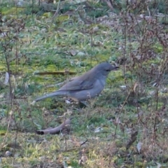 Colluricincla harmonica (Grey Shrikethrush) at Red Hill Nature Reserve - 23 Jul 2019 by JackyF