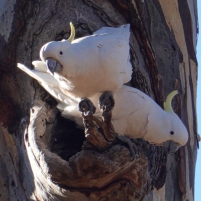 Cacatua galerita (Sulphur-crested Cockatoo) at Hughes, ACT - 22 Jul 2019 by JackyF