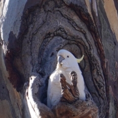 Cacatua galerita at Hughes, ACT - 22 Jul 2019 03:23 PM