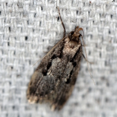 Barea bathrochorda (A Concealer moth (Barea group) at O'Connor, ACT - 11 Oct 2018 by ibaird