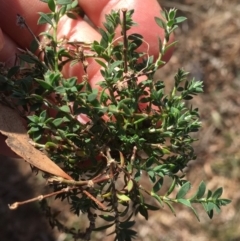 Paronychia brasiliana (Brazilian Whitlow) at Griffith, ACT - 21 Jul 2019 by AlexKirk