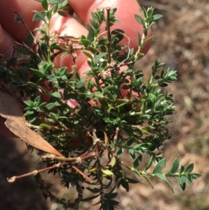 Paronychia brasiliana at Griffith, ACT - 21 Jul 2019 03:18 PM