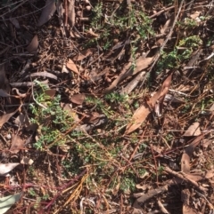 Paronychia brasiliana at Griffith, ACT - 21 Jul 2019 03:18 PM