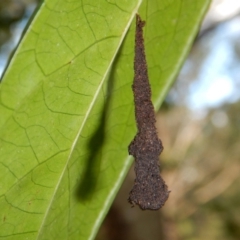 Stericta orchidivora (A snout moth) at Lake MacDonald, QLD - 21 Jul 2019 by DonnaTomkinson