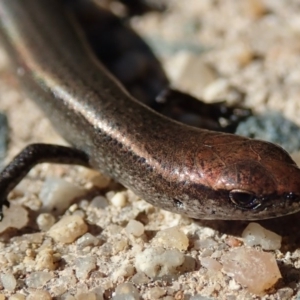 Lampropholis delicata at Spence, ACT - 23 Jul 2019 11:05 AM