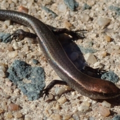 Lampropholis delicata at Spence, ACT - 23 Jul 2019 11:05 AM