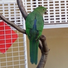 Alisterus scapularis (Australian King-Parrot) at Australian National University - 16 Jul 2019 by Laserchemisty