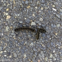 Apina callisto (Pasture Day Moth) at Yarralumla, ACT - 23 Jul 2019 by JonSteinbeck