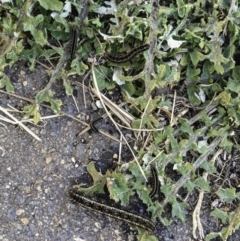 Apina callisto at Yarralumla, ACT - 23 Jul 2019 05:06 PM