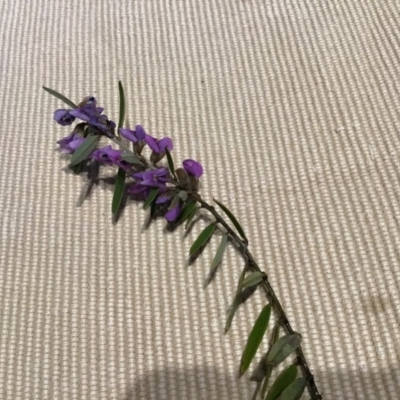 Hovea heterophylla (Common Hovea) at Woodstock Nature Reserve - 23 Jul 2019 by Kurt