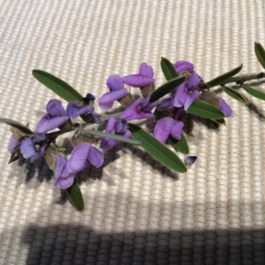 Hovea heterophylla at Dunlop, ACT - 23 Jul 2019