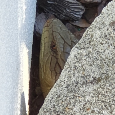 Tiliqua scincoides scincoides (Eastern Blue-tongue) at Peregian Beach, QLD - 24 Jul 2019 by AaronClausen